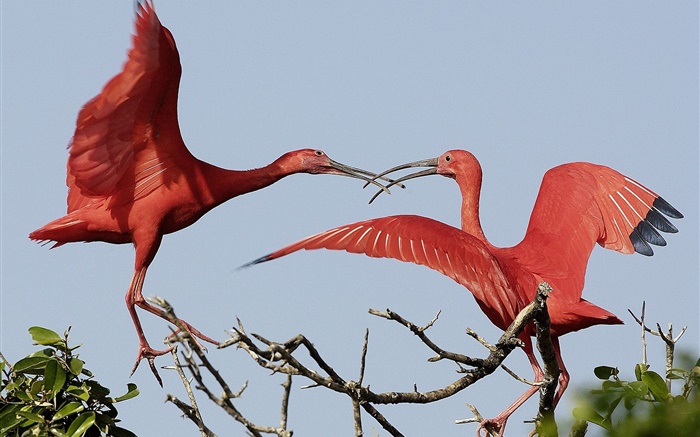 Dois pássaros penas vermelhas Papéis de Parede, imagem