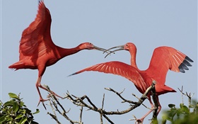 Dois pássaros penas vermelhas HD Papéis de Parede