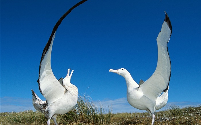 Duas asas de gaivota Papéis de Parede, imagem