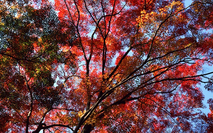 Sob a árvore para ver o céu, folhas vermelhas, maple, outono Papéis de Parede, imagem