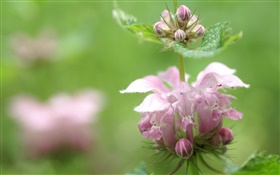 Desconhecido flor cor de rosa, bokeh HD Papéis de Parede