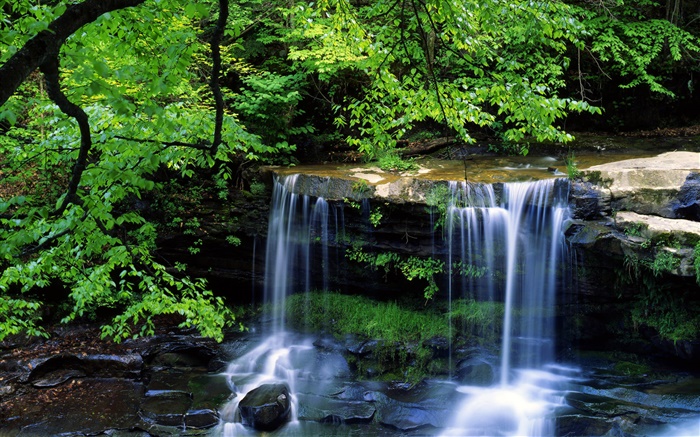 Cachoeira, angra, árvores, galhos, folhas verdes Papéis de Parede, imagem