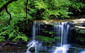 Cachoeira, angra, árvores, galhos, folhas verdes