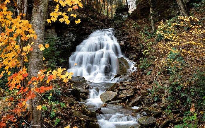 Cachoeira, riacho, árvores, folhas amarelas, Outono Papéis de Parede, imagem