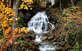 Cachoeira, riacho, árvores, folhas amarelas, Outono HD Papéis de Parede