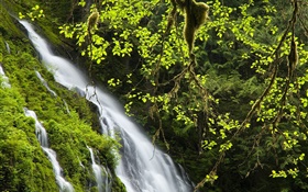 Cachoeira, galhos, folhas, grama HD Papéis de Parede
