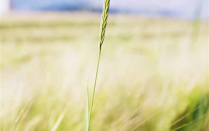 Wheat close-up, campo agrícola, bokeh Papéis de Parede, imagem