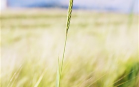 Wheat close-up, campo agrícola, bokeh