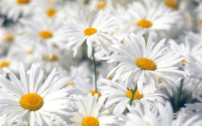 Flores brancas margarida close-up Papéis de Parede, imagem