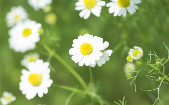 flores da margarida branca, flores silvestres Papéis de Parede, imagem