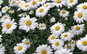 flores da margarida branca
