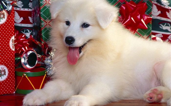 cão branco, de Natal Papéis de Parede, imagem