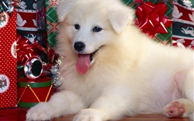cão branco, de Natal HD Papéis de Parede