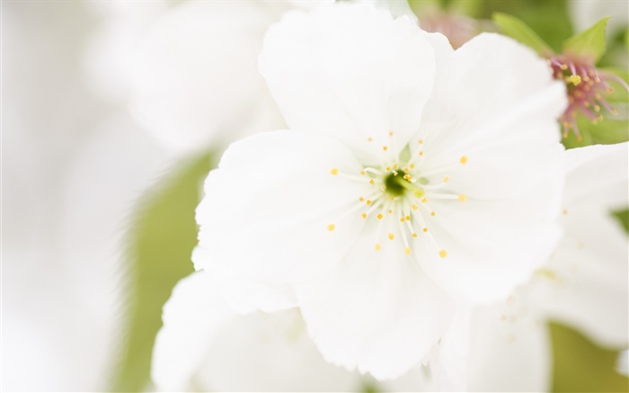 flor branca close-up, pétalas, borrão Papéis de Parede, imagem