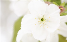 flor branca close-up, pétalas, borrão HD Papéis de Parede