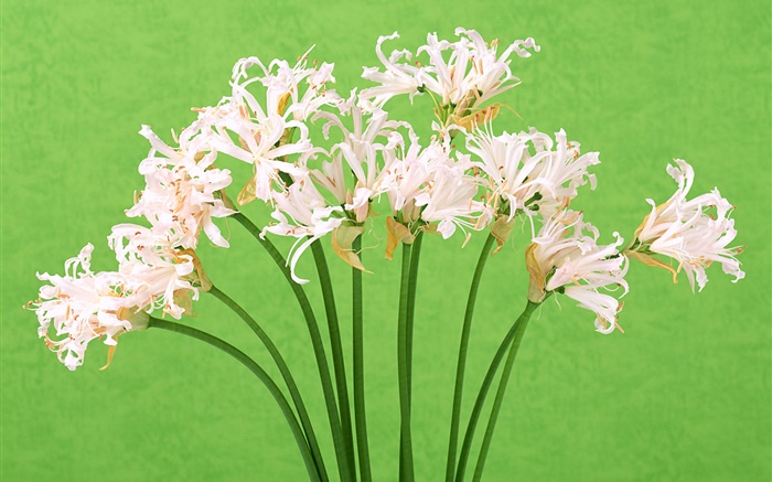 Flores brancas, buquê, fundo verde Papéis de Parede, imagem
