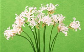 Flores brancas, buquê, fundo verde HD Papéis de Parede