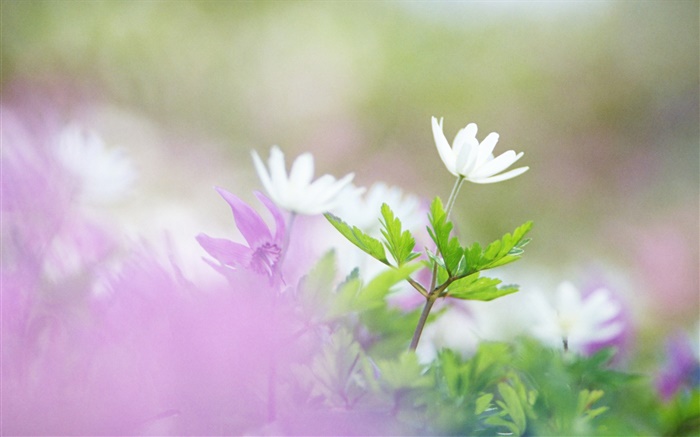 Flores brancas, folhas verdes, bokeh Papéis de Parede, imagem
