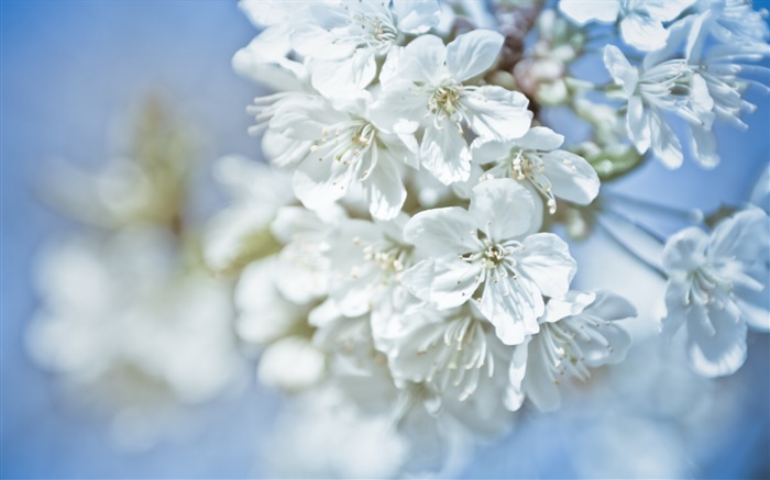 flores brancas, galhos, bokeh Papéis de Parede, imagem