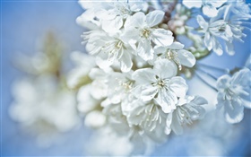 flores brancas, galhos, bokeh HD Papéis de Parede