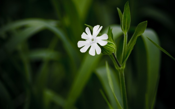 Branca pequena flor close-up, fundo verde Papéis de Parede, imagem