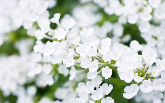 Flores brancas pequenas, bokeh, primavera Papéis de Parede, imagem