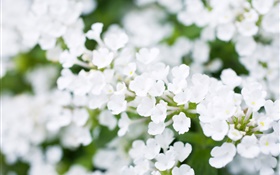 Flores brancas pequenas, bokeh, primavera