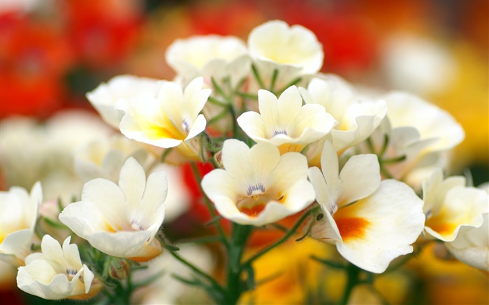 Pétalas brancas flores, bokeh Papéis de Parede, imagem