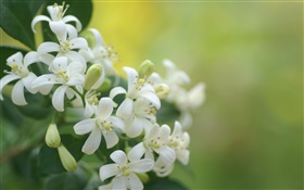 Pétalas brancas flores close-up, bokeh