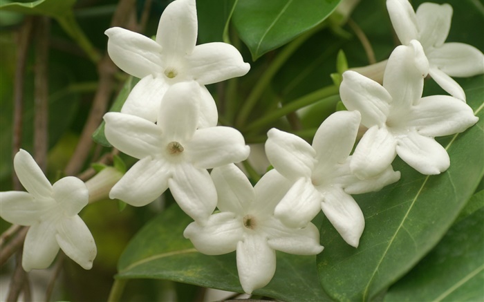 Pétalas brancas flores close-up Papéis de Parede, imagem