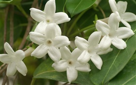 Pétalas brancas flores close-up