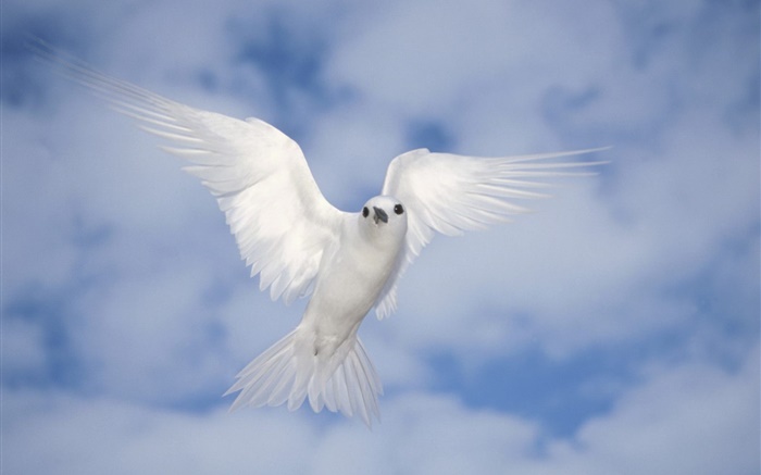 vôo pombo branco, asas Papéis de Parede, imagem