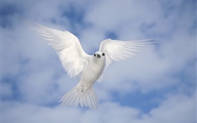 vôo pombo branco, asas HD Papéis de Parede