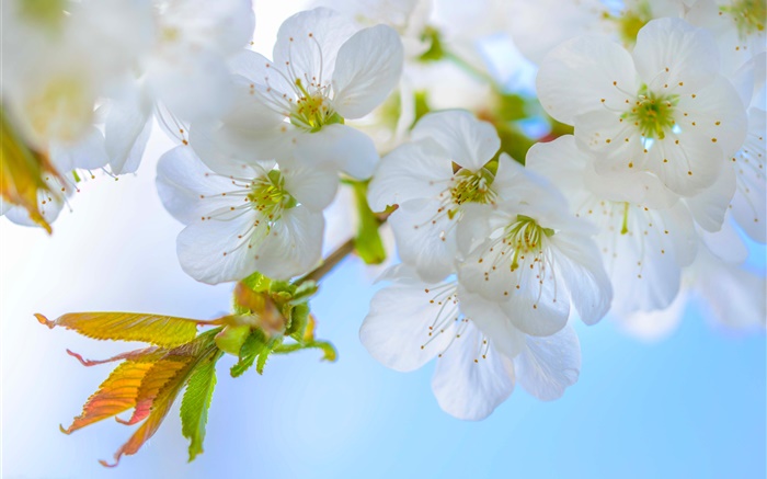 ameixa branco, flores, galhos, primavera Papéis de Parede, imagem