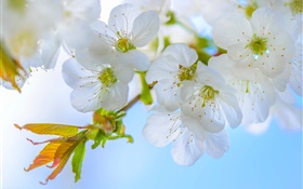 ameixa branco, flores, galhos, primavera