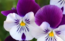 Branca pétalas roxas, borboleta orquídea close-up HD Papéis de Parede