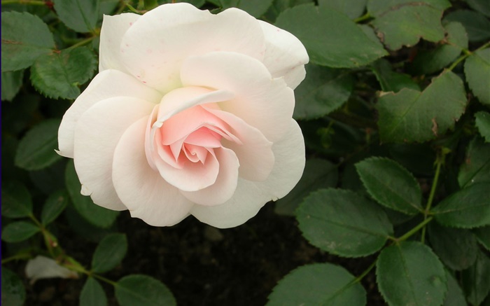 Rosa branca flor Papéis de Parede, imagem