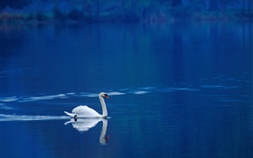 Cisne branca no lago HD Papéis de Parede