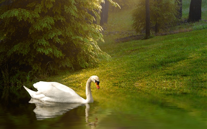 Branco cisne, lagoa, grama, inclinação Papéis de Parede, imagem