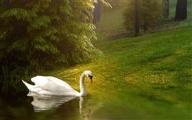Branco cisne, lagoa, grama, inclinação HD Papéis de Parede
