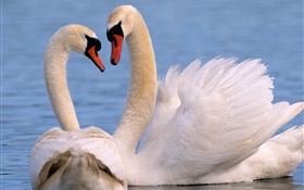Brancos cisnes casal