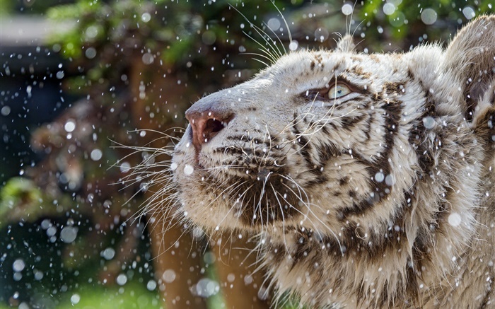 tigre branco, cara, inverno Papéis de Parede, imagem