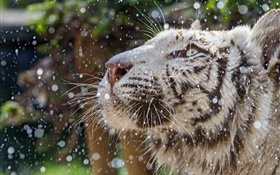 tigre branco, cara, inverno HD Papéis de Parede