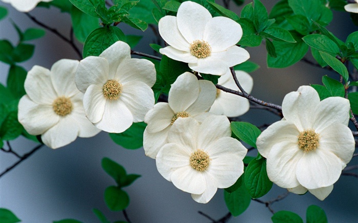 wildflowers brancos close-up Papéis de Parede, imagem