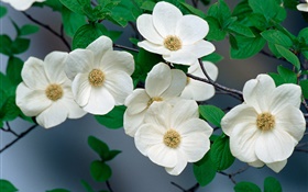 wildflowers brancos close-up HD Papéis de Parede