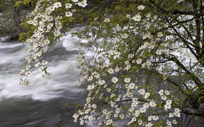 wildflowers brancos, rio, cenário da natureza Papéis de Parede, imagem