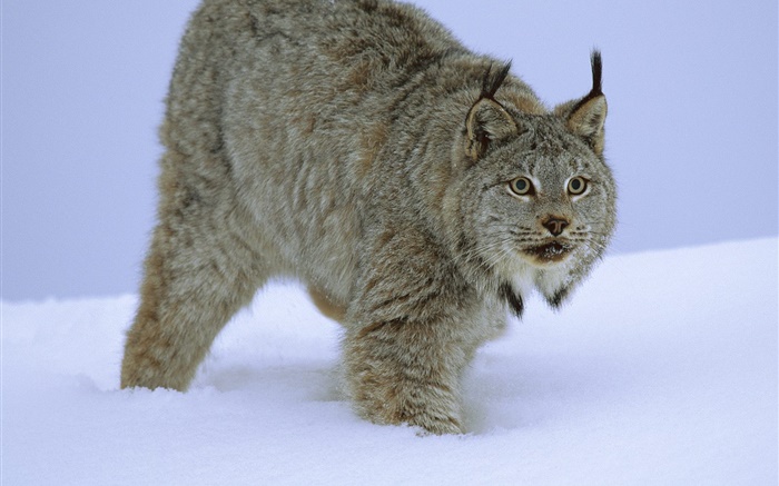 Wildcat na neve Papéis de Parede, imagem