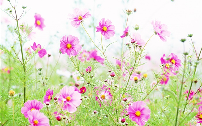 Flores silvestres, Kosmeya rosa flores Papéis de Parede, imagem