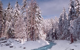 Inverno, floresta, árvores, neve espessa, rio HD Papéis de Parede