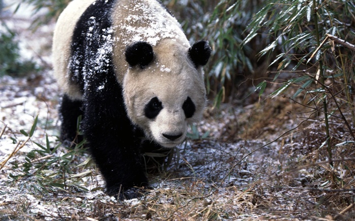 Inverno, panda, passeio Papéis de Parede, imagem